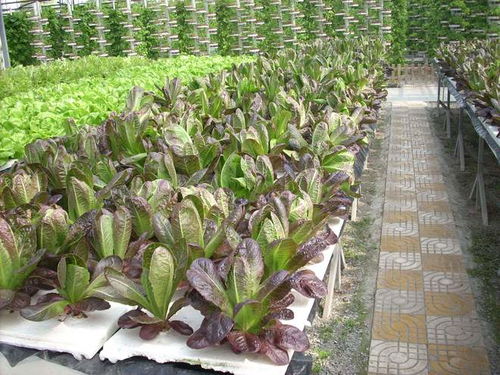 氣霧栽培 海歸廠二代引領(lǐng)農(nóng)業(yè)革新，工廠種蔬菜一畝頂八畝